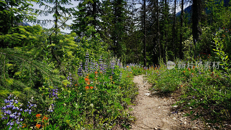 Agnes Creek Trail, Pacific Crest Trail, Glacier Peak Wilderness，华盛顿州，美国
